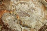 Polished Petrified Wood (Araucaria) Round - Madagascar #358038-1
